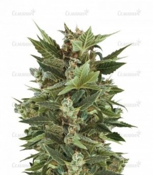 sort_Royal_Kush_Automatic__uwmeaoIhDLeHQTpS.jpg sort_Royal_Kush_Automatic__uwmeaoIhDLeHQTpS.jpg