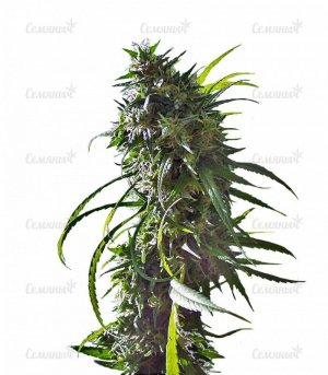 sort_Royal_Flush_Nirvana_Seeds__c9KoOUynaI1T1uPy.jpg sort_Royal_Flush_Nirvana_Seeds__c9KoOUynaI1T1uPy.jpg