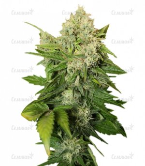 sort_Chronic_regular_Serious_Seeds__bdnVxjhdU4zYUezu.jpg