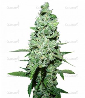 sort_AK_47_regular_Serious_Seeds__pUMBbiwtXQaDJBic.jpg