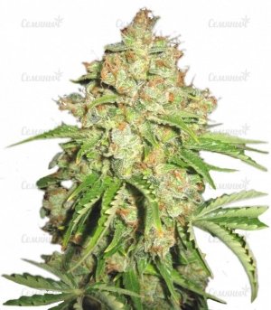 sort_Autoflowering_White_Russian_1__rS8z1yKWI5p7jDJA.jpg sort_Autoflowering_White_Russian_1__rS8z1yKWI5p7jDJA.jpg