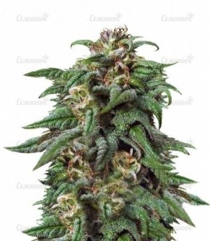 sort_Biddy_Early_Serious_Seeds__AlGp7rpDXO9GBt9Q.jpg sort_Biddy_Early_Serious_Seeds__AlGp7rpDXO9GBt9Q.jpg