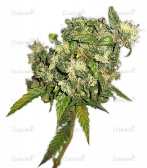 sort_Biddy_Early_regular_Serious_Seeds__JqHVv8ZhIEmgFjhA.jpg