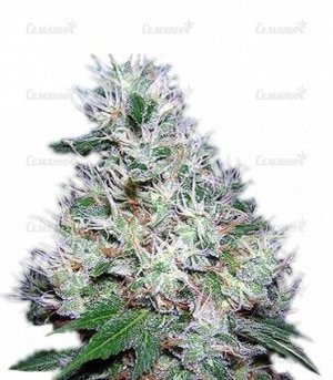sort_Bubble_Gum_regular_Serious_Seeds__twx4J7rMNKq4T2XD.jpg
