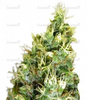 sort_Double_Dutch_regular_Serious_Seeds__qqcqJyYJwsuFbdhl.jpg