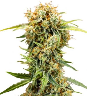 MedusaF1Auto.jpg MedusaF1Auto.jpg