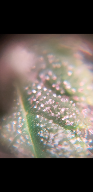 S31019-230254.png