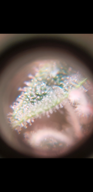 S31019-225550.png
