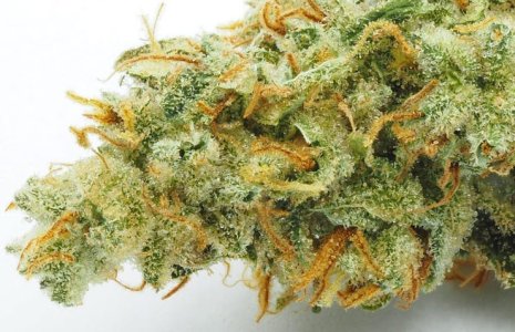 super lemon haze.jpg