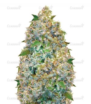 sort_Auto_Chronic_Monster_XXL_victory_seeds__dOz6Vp2RSYcvk80Q.jpg sort_Auto_Chronic_Monster_XXL_victory_seeds__dOz6Vp2RSYcvk80Q.jpg