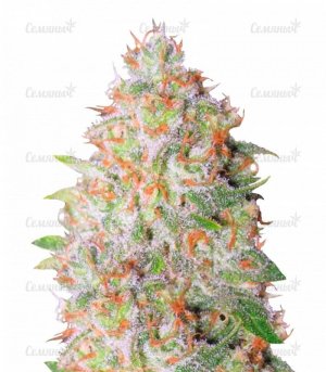 sort_Auto_Green_Wild_Shark_victory_seeds__JfjdChACtRhrFKdv.jpg sort_Auto_Green_Wild_Shark_victory_seeds__JfjdChACtRhrFKdv.jpg