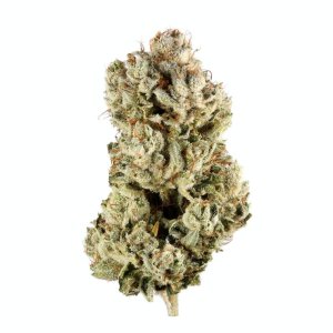 Gorilla GLue.jpg Gorilla GLue.jpg
