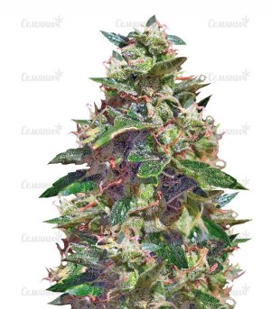 sort_Amnesia_Haze_AutoFem_vision_seeds__r0hb4IjzU6YfeQrD.jpg sort_Amnesia_Haze_AutoFem_vision_seeds__r0hb4IjzU6YfeQrD.jpg