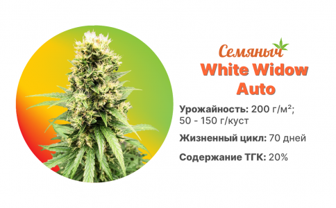 White Widow Auto