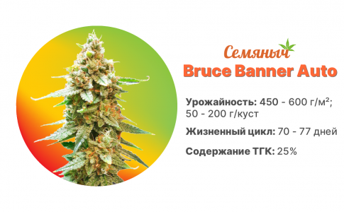 Bruce Banner Auto Bruce Banner Auto