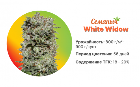 White Widow White Widow