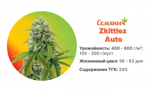 Zkittlez Auto