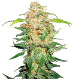 00 kush fast.jpg