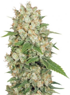ak 47.jpg ak 47.jpg