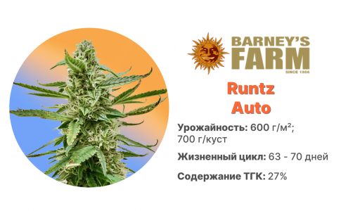 Runtz Auto Runtz Auto