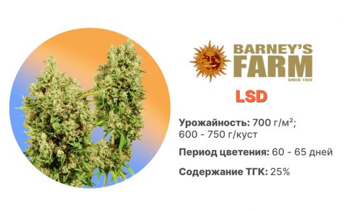 LSD