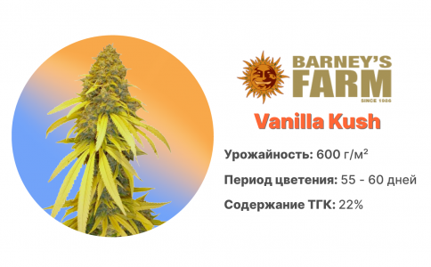 Vanilla Kush Vanilla Kush