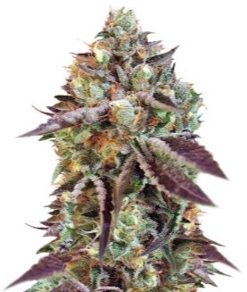 Sweet Nurse Auto CBD.jpg