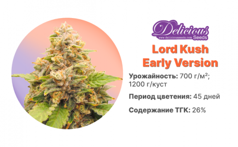 Lord Kush Early Version 