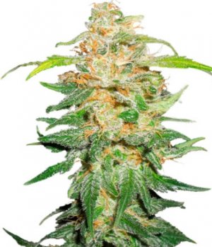 00 kush.jpg