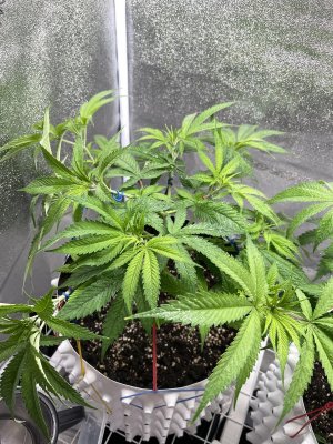 IMG_1810.jpeg
