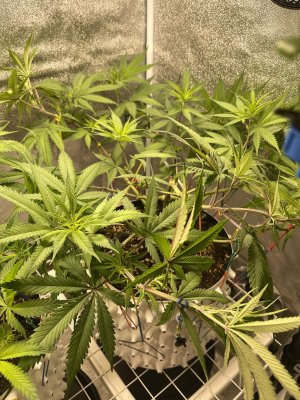 IMG_1977.jpeg