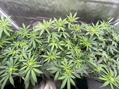 IMG_2738.jpeg