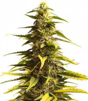 sour diesel auto.jpg sour diesel auto.jpg
