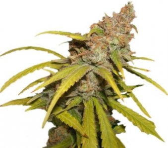pineapple chunk.jpg