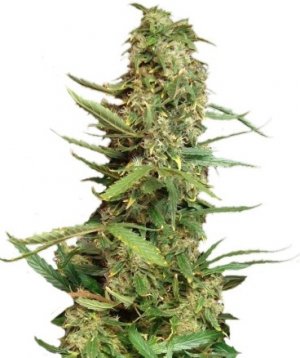 super skunk.jpg