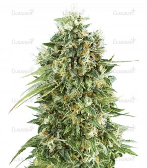 sort-Bubble-Gum-CBD__6vadh4vTx7nUV8TZ.jpg sort-Bubble-Gum-CBD__6vadh4vTx7nUV8TZ.jpg