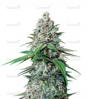 Cookies-Gelato-strain__24t2c9Eg0V8DigiF.jpg