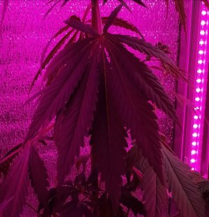upload_2022_03_15_19_20_00_755.jpg