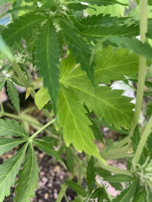 IMG_0782.jpeg